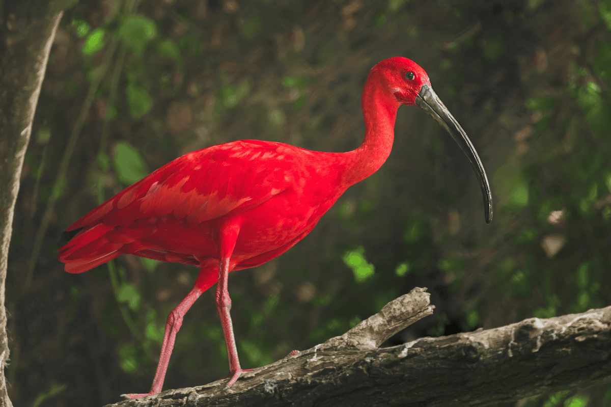 Scarlet Ibis Manila Ocean Park Scarlet Ibis Manila Ocean Park